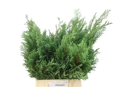 Blue Conifer Foliage - Other Greenery Per Bunch