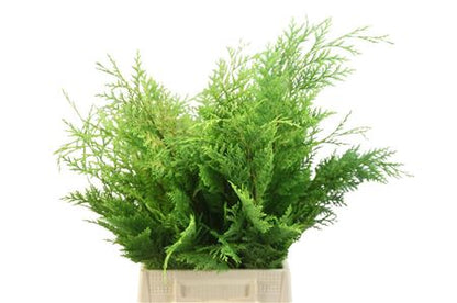 Conifer Greenery - Other Greenery Per Bunch