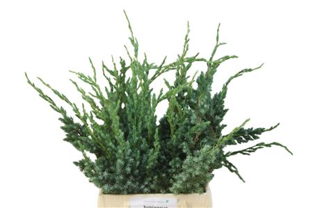 FeedSync:wholesale:77ed071b85ace3eab9593ba09665dc42b3c47bc1