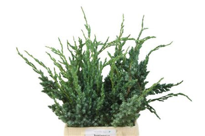 FeedSync:wholesale:77ed071b85ace3eab9593ba09665dc42b3c47bc1
