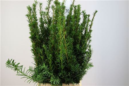 FeedSync:wholesale:b2df250e53e1b3c904a2eda0adf7ee706e4ebf0e