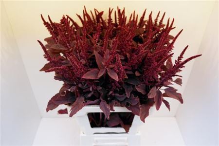 Amaranthus Velvet (10 Stems)