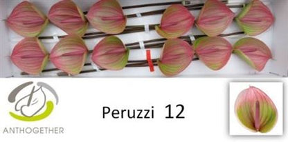 Anthurium Plant