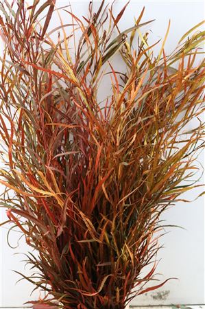 FeedSync:wholesale:bf2a1392917861bc3d22710414e88f60b824a4d7