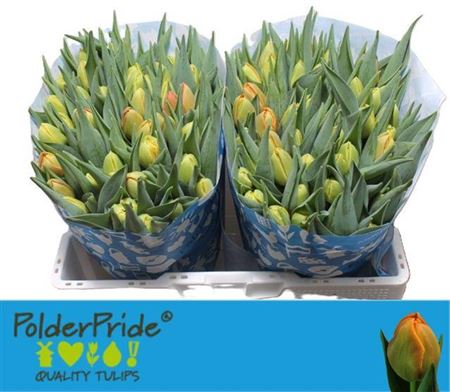 Tulip Du Icoon