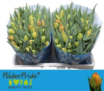Tulip Du Icoon