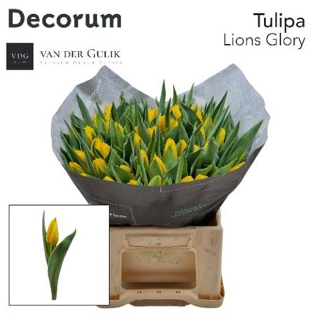 Tulip En Lions Glory
