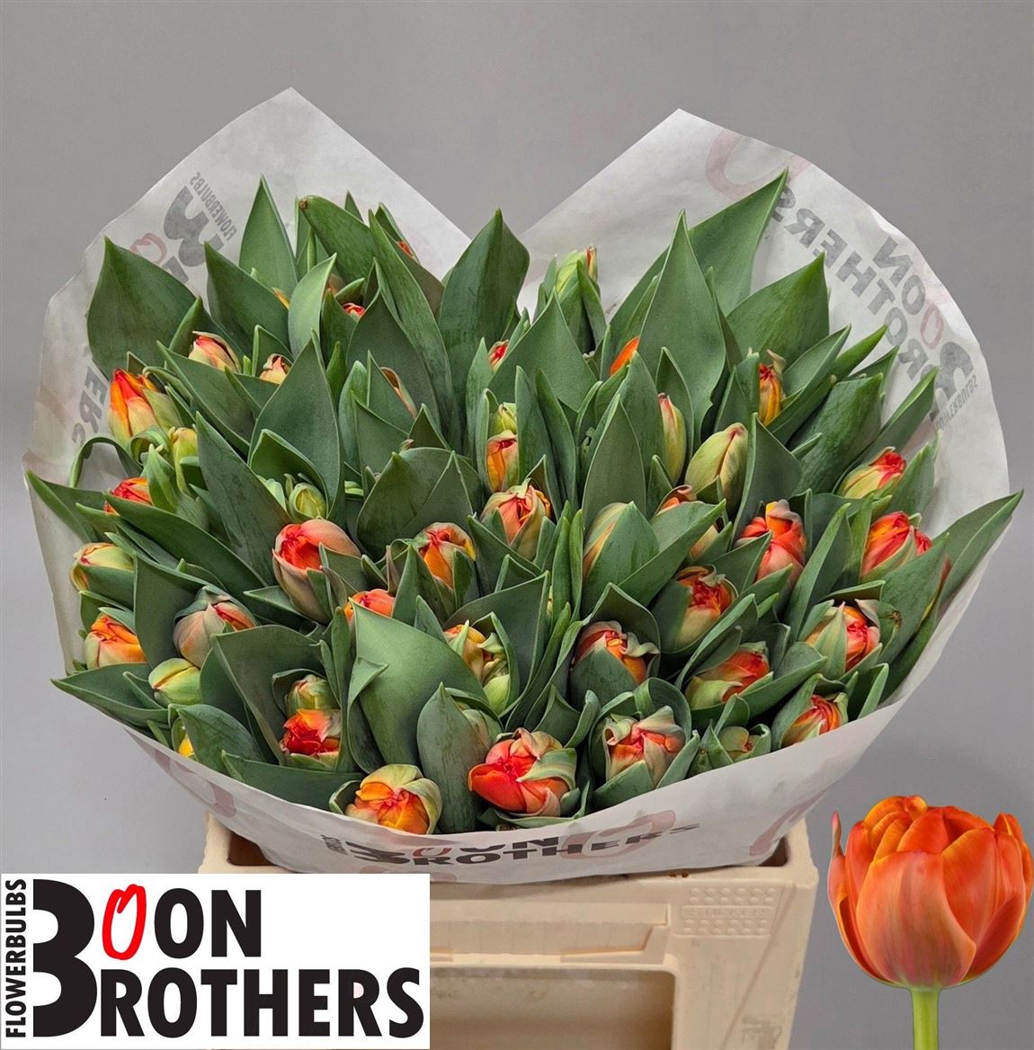 Tulip Du Queensday