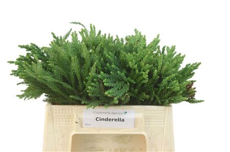 FeedSync:wholesale:87bed588ce58267b6be3fb7555758e59852a9c9b