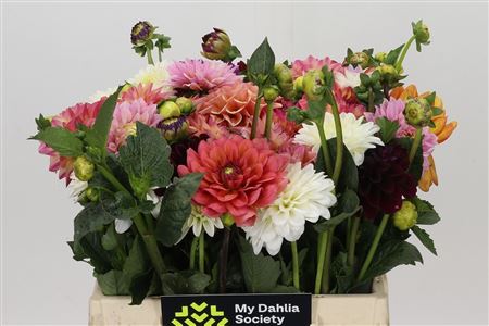 Dahlia - Mixed