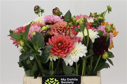 Dahlia - Mixed