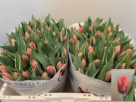 Tulip En Pretty Princes