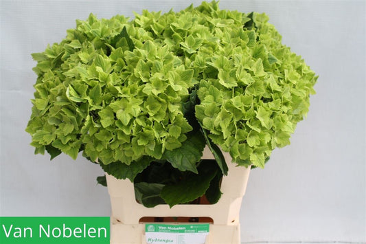 Hydrangea M Summergreen