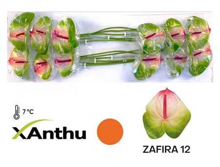 FeedSync:wholesale:fd072296ef9fe9a58bf84e7031fcbfcabf14f02e