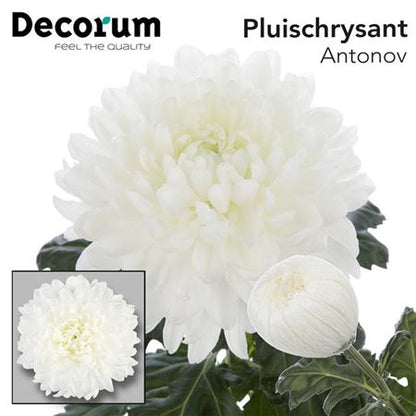 Chrysanthemum G Antonov