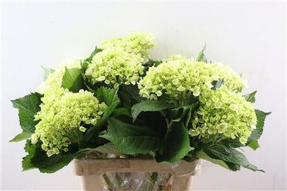 FeedSync:wholesale:68eff27fd8554e172c3a7e03d4268120c603d4db