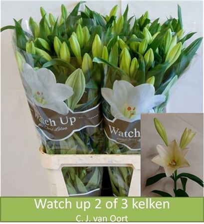 FeedSync:wholesale:a1f7bf3c942b792d448476ed3ad76ffa69a3abfd