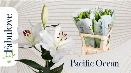 Lily Pacific Ocean (OR) (10 Stems)