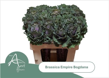 Brassica Bogdana (10 Stems)