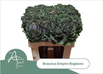 Brassica Bogdana (10 Stems)