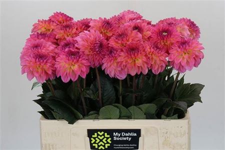 Pink Dahlia ‘Esli’ – 55cm Stems