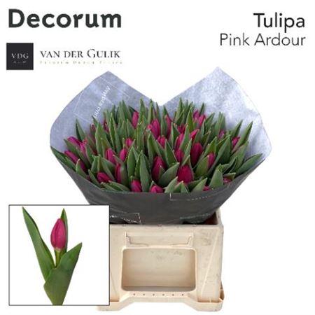 Tulip En Pink Ardour Extra