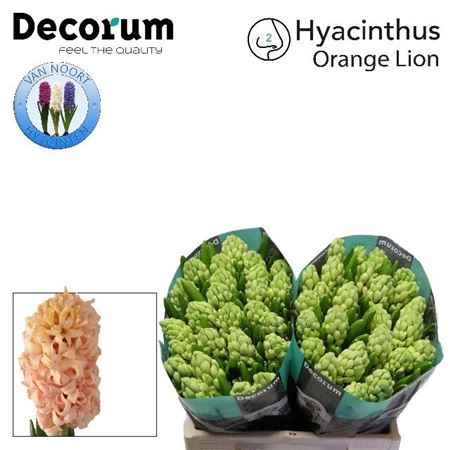 Hyacinth Orange Lion