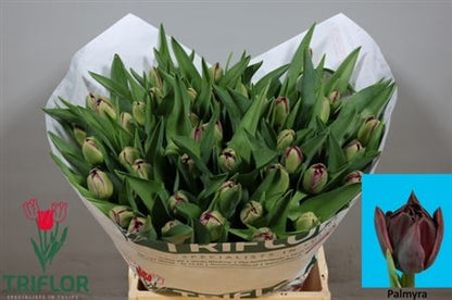 FeedSync:wholesale:e7f2e7be741ae2feca8ad09380f0330f1b94f34f
