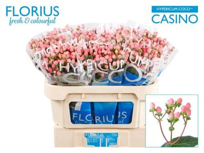Hypericum Coco Casino (30 Stems)