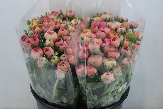 Ranunculus Elegance Salmon Ex