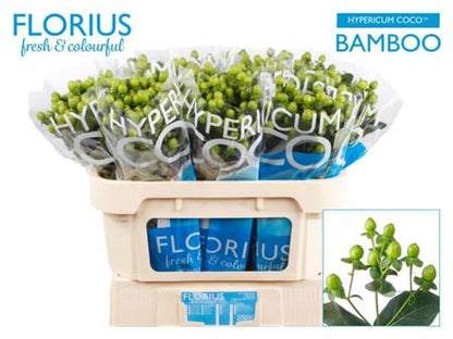 Hypericum Coco Bamboo (30 Stems)