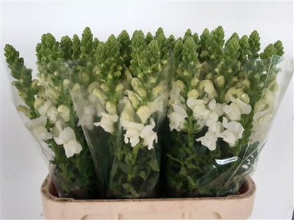 FeedSync:wholesale:f554d11df3172ac4e5449a1882db8cd57c6ce064