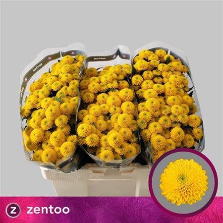Chrysanthemum Santini Aurinko