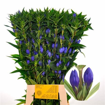 Gentiana Blue Sky (10 Stems)