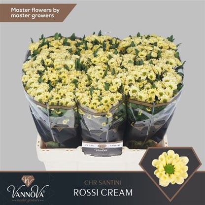 Chrysanthemum Santini Rossi Cream (25 Stems)