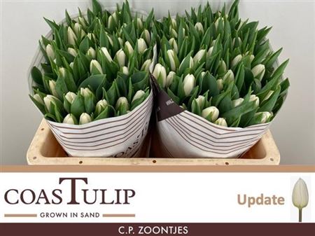 Tulip Coast En Update