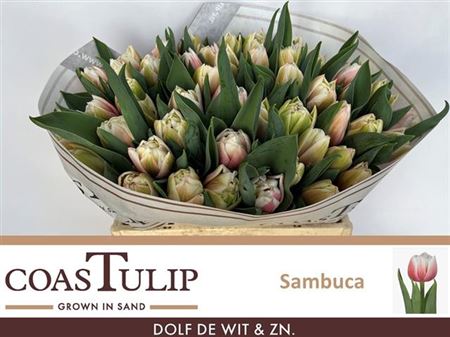 Tulip Coast Du Sambuca