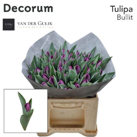 Tulip En Bullit Extra