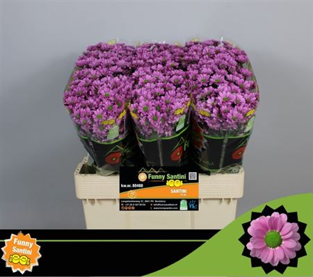 FeedSync:wholesale:6ce88aadf92d4ec02b57c68da44ebdd604c65a22