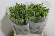 Freesia White Wholesalers Choice
