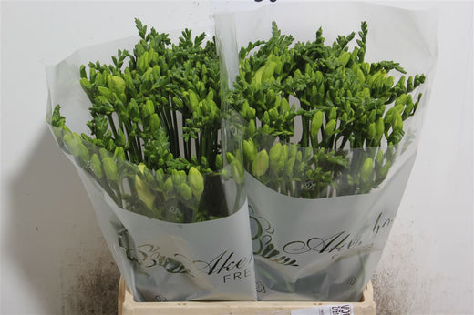 Freesia White Wholesalers Choice