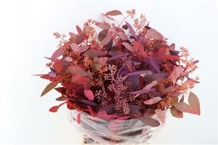Eucalyptus - Eucalyptus - Per Bunch