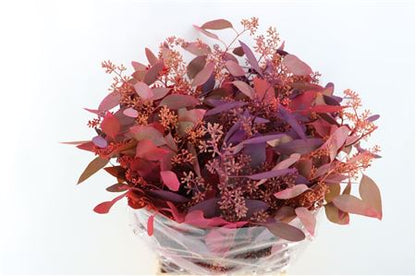 Eucalyptus - Eucalyptus - Per Bunch