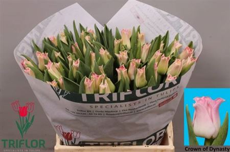 Tulip Co Crown Dynasty