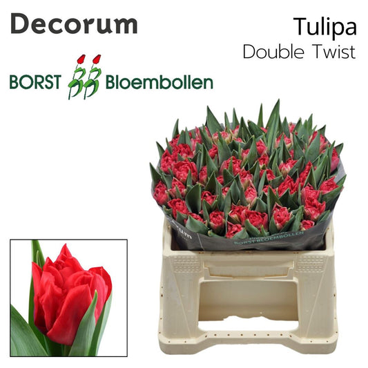 Tulip Du Double Twist