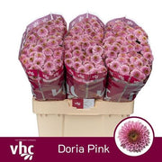 Chrysanthemum Santini Doria Pink (25 Stems)