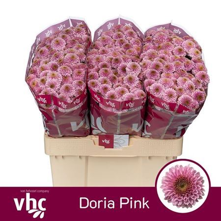 Chrysanthemum Santini Doria Pink (25 Stems)