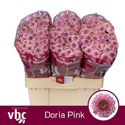 Chrysanthemum Santini Doria Pink (25 Stems)