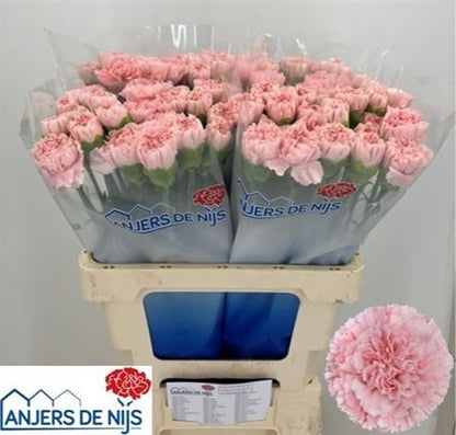FeedSync:wholesale:e55ff783b69515ffbc318a4e9307a0bcf7f9f4d8