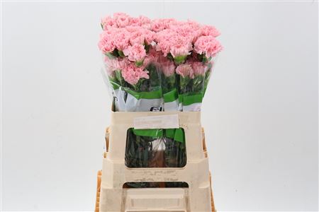 FeedSync:wholesale:8d13555f83227effd35a3e1e9883f6a4bef802ad